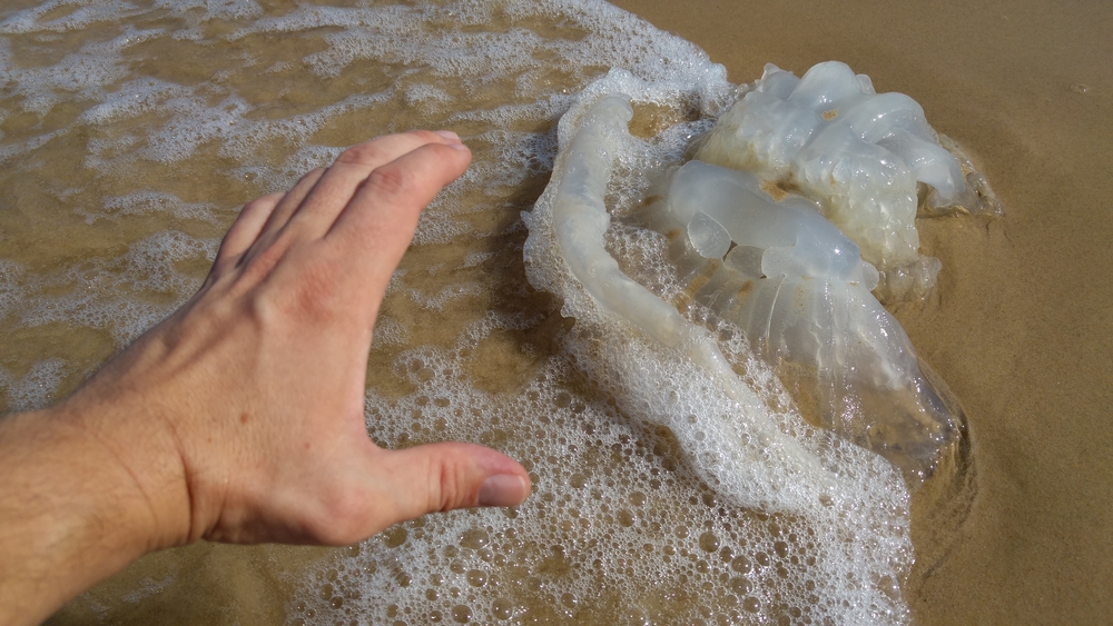 Да изядем медузите, преди да унищожат всичко живо