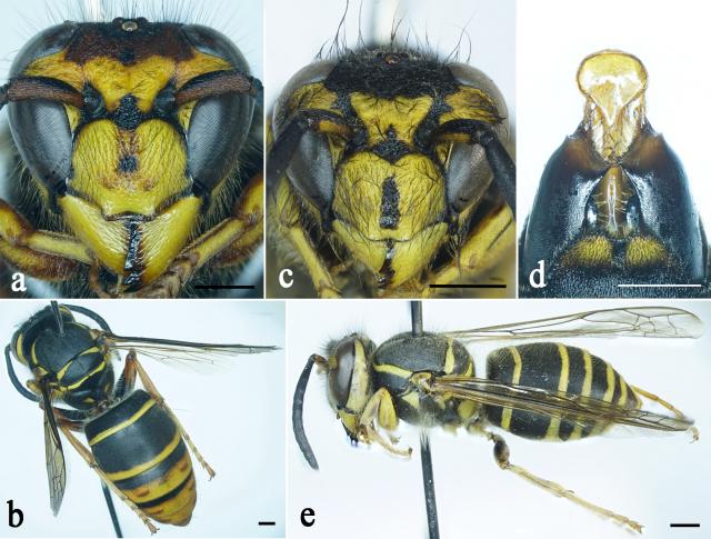  Откриха скъпа и лечебна съставна част в отровата на оси 