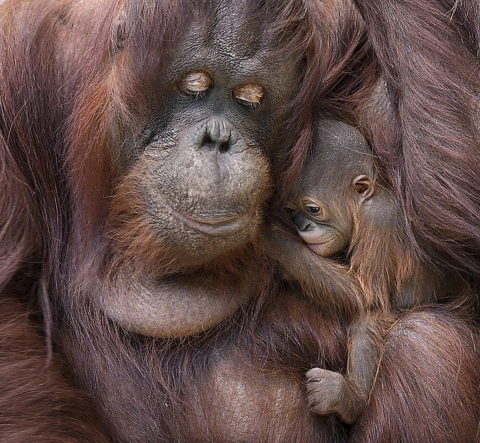 Очарователно бебе орангутан направи своя дебют (ВИДЕО)