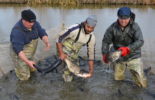 Засилени проверки на обектите за риба
