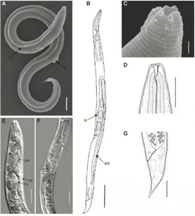 Учени "възкресиха" древен червей