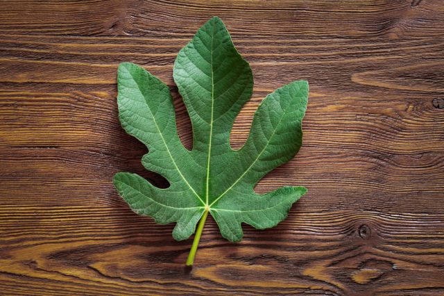  Как да свалим кръвната захар с 3 листа от смокиня 