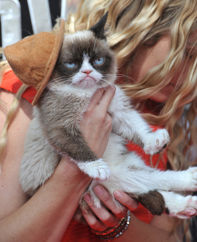 Grumpy Cat показа нокти в дело за $ 700 000 (СНИМКИ)