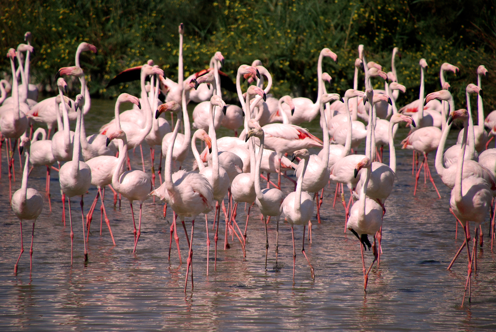 Розово фламинго в Родопите? Не едно, а цяла колонония!
