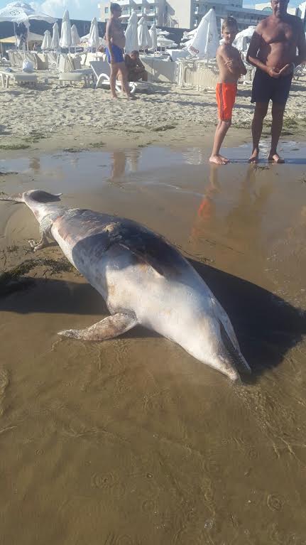 Мъртъв делфин престоява часове на плажа в Слънчев бряг