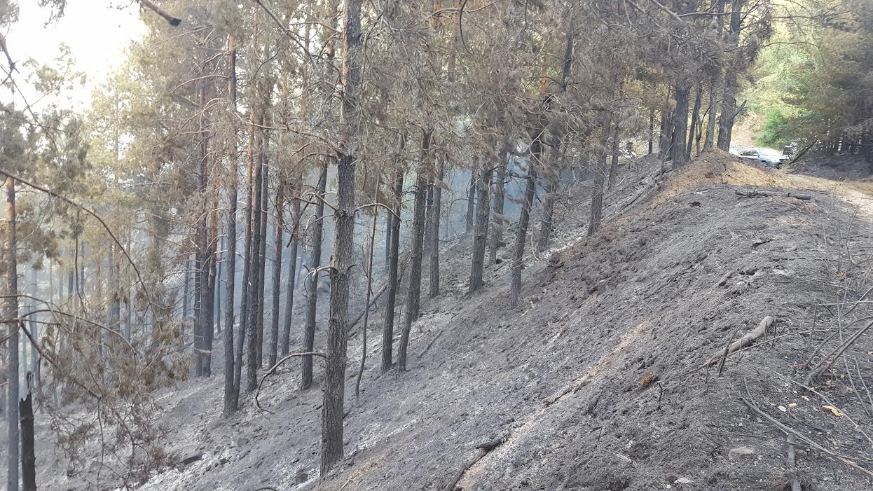 Над 11 000 дка опожарени гори от началото на годината до момента