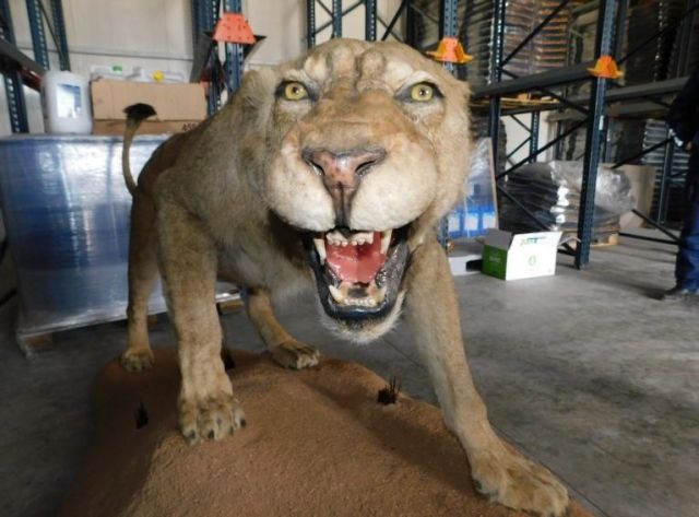 Откриха препариран лъв в хале в Разград (СНИМКИ)