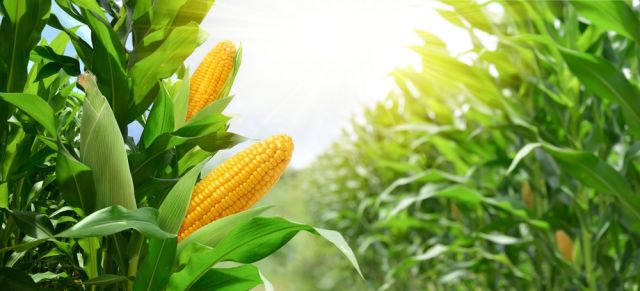 САЩ вече не е топ износител на царевица