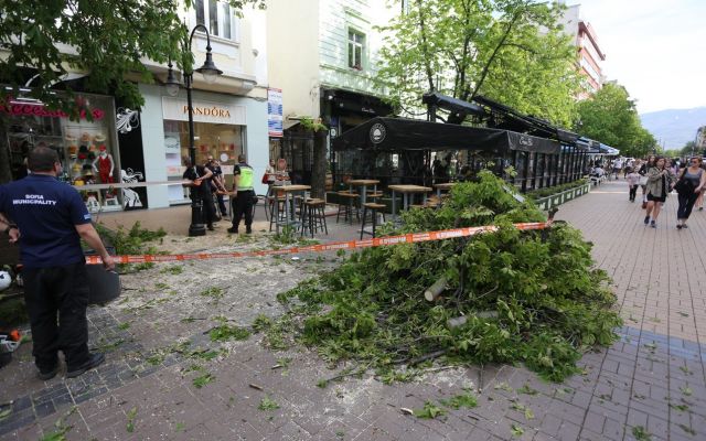 Огромно дърво падна на централен булевард (СНИМКИ)