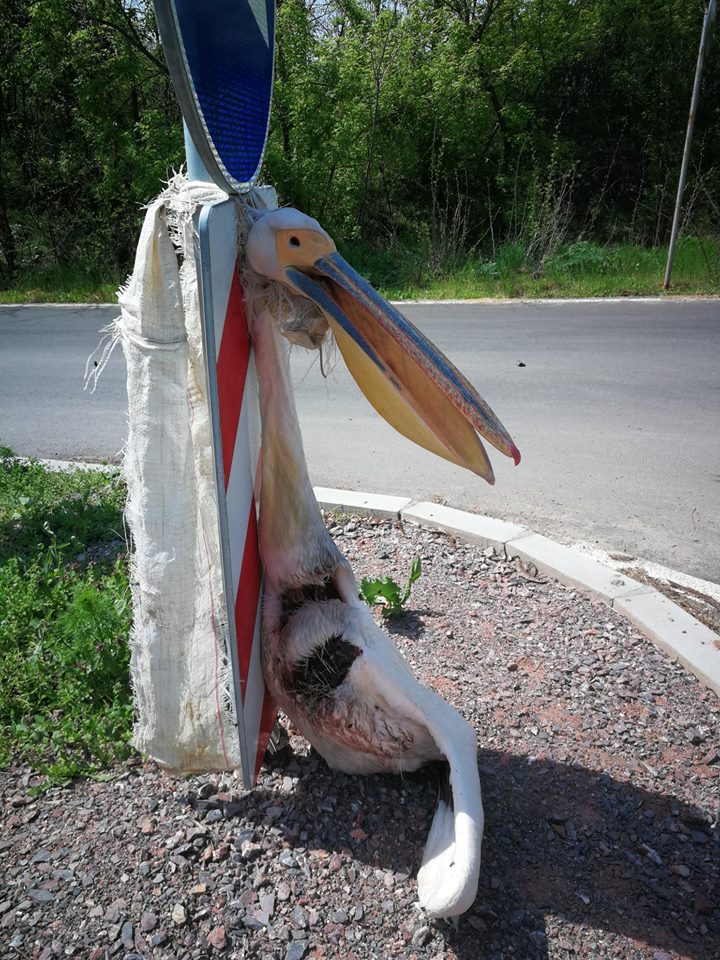 Обесиха розов пеликан на входа на Раднево (СНИМКИ)