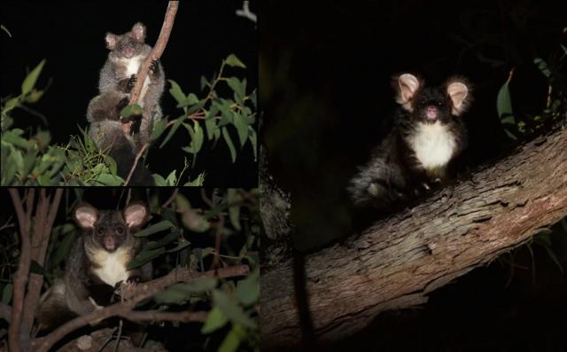 Два непознати вида торбести животни откриха в Австралия (СНИМКИ)