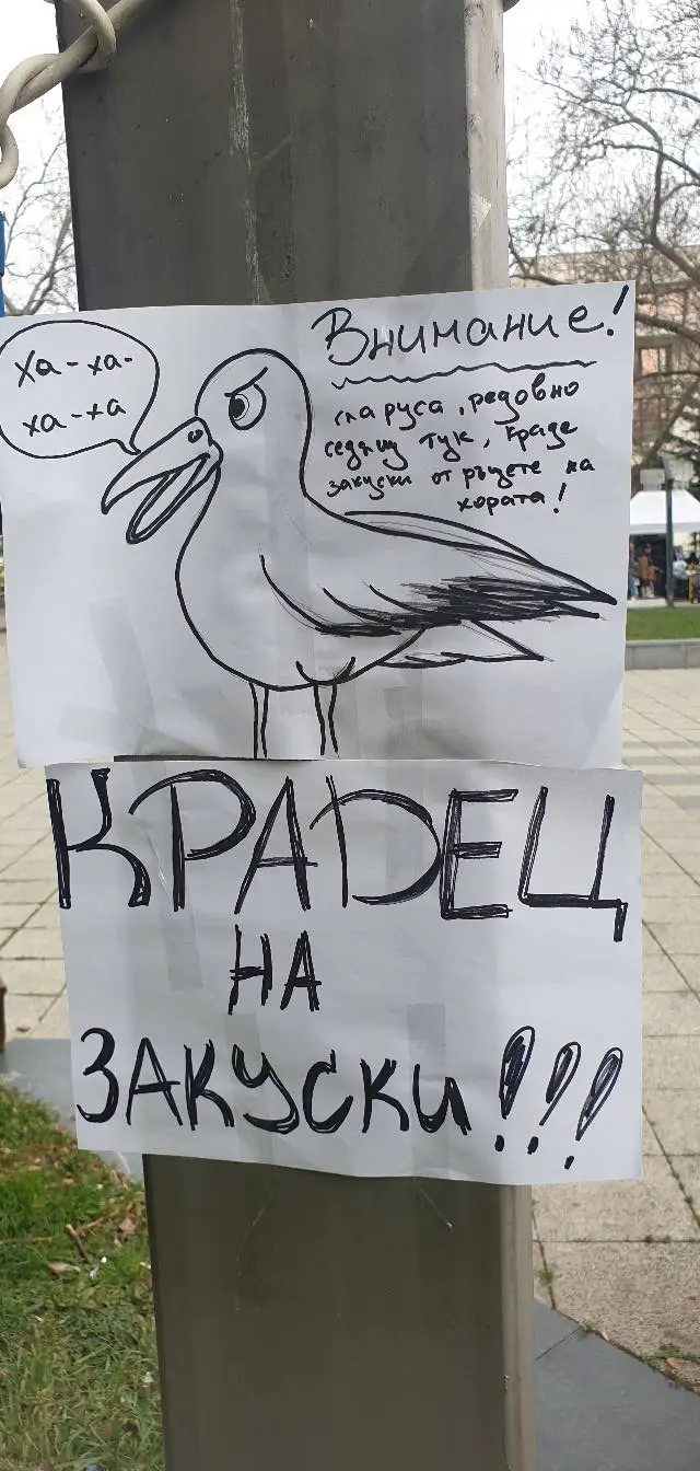 В Бургас се появиха предупредителни табели заради крадлив гларус (СНИМКИ)