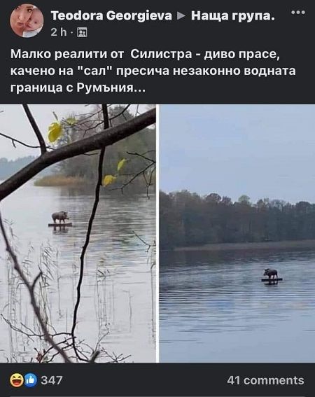  Диво прасе прекоси на 