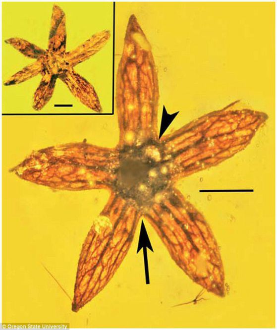 Откриха неизвестни цветя на 100 млн. години, запечатани в кехлибар (СНИМКИ)
