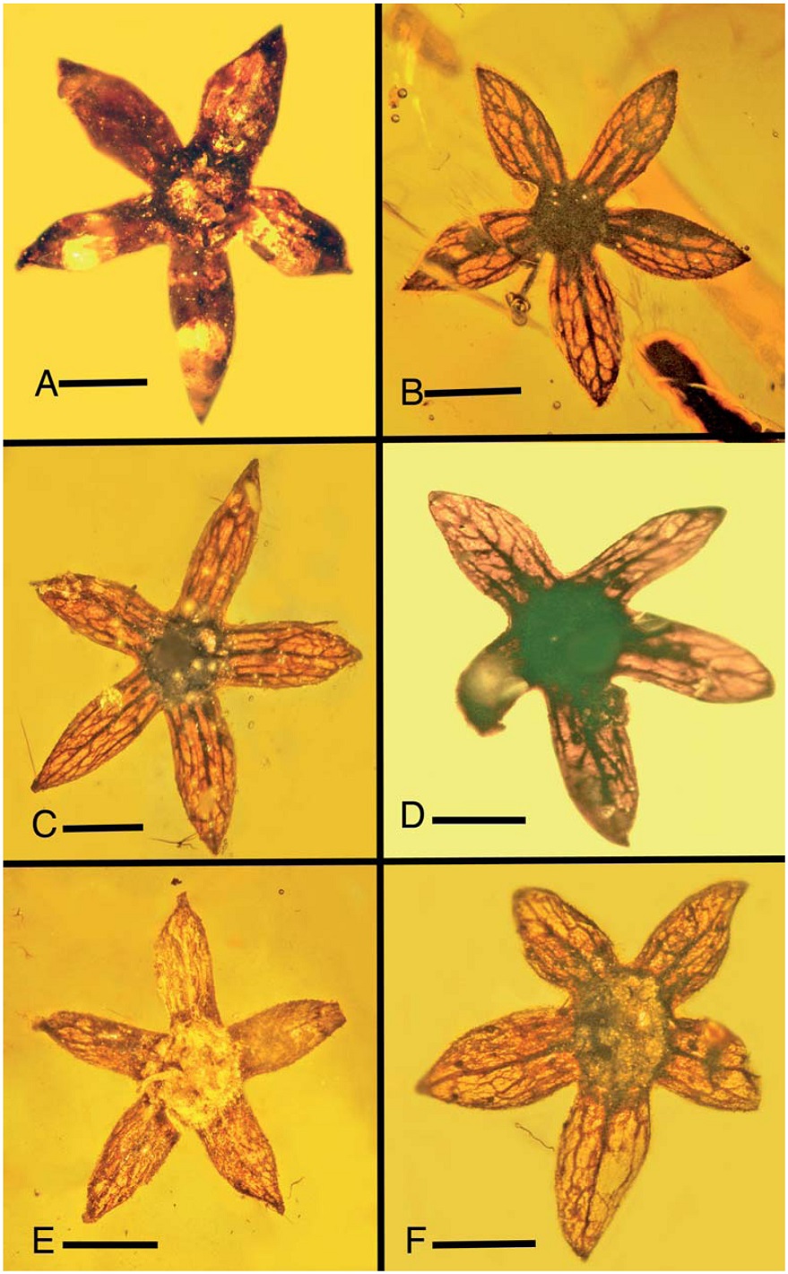 Откриха неизвестни цветя на 100 млн. години, запечатани в кехлибар (СНИМКИ)