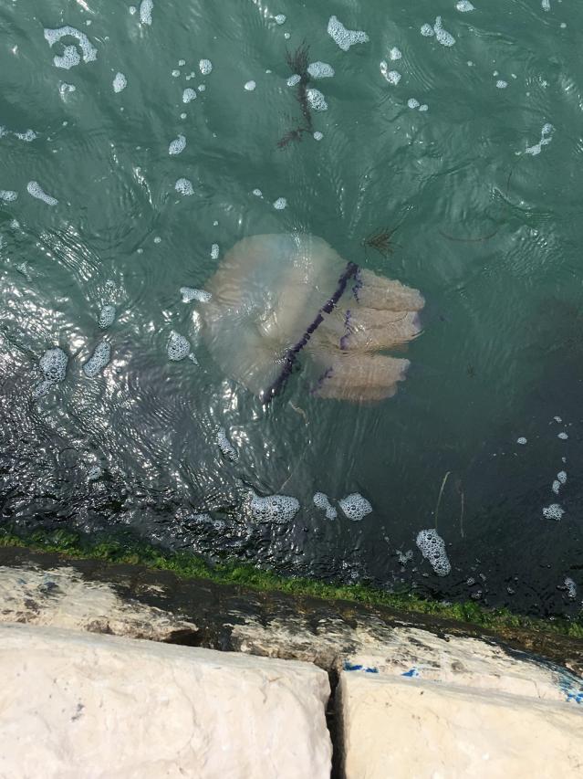  Огромна медуза се появи в каналите на Венеция (ВИДЕО) 