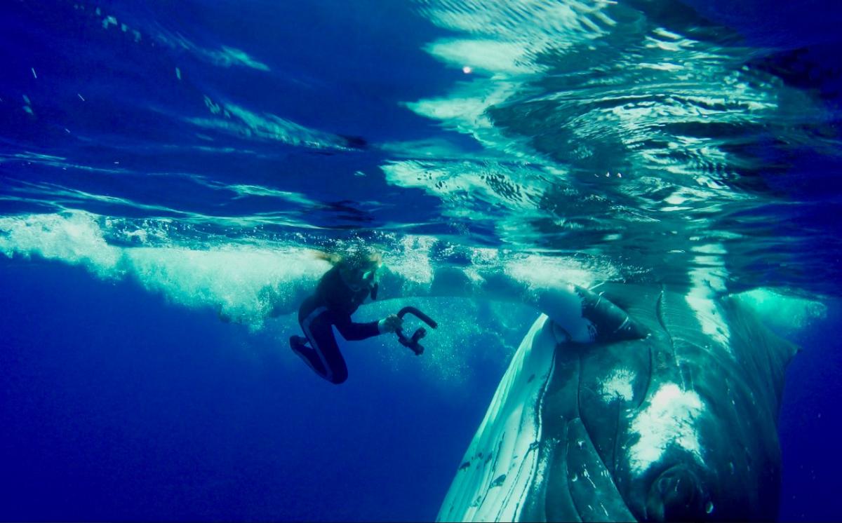 Гърбат кит спаси жена от акула, издигайки я над водата (ВИДЕО)
