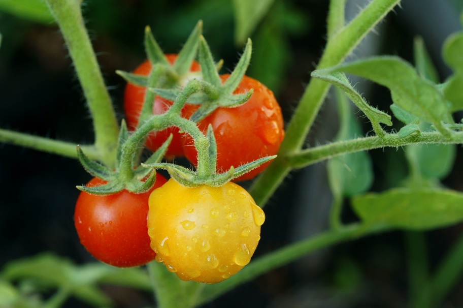 Най-малкият домат в света е с размер на... (СНИМКА)