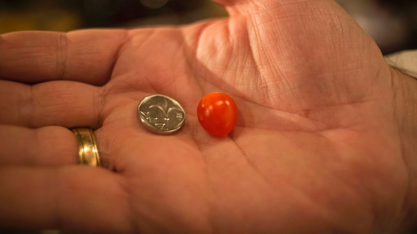 Най-малкият домат в света е с размер на... (СНИМКА)