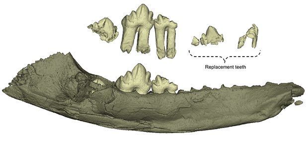 Откриха бозайник от времето на динозаврите с млечни зъби