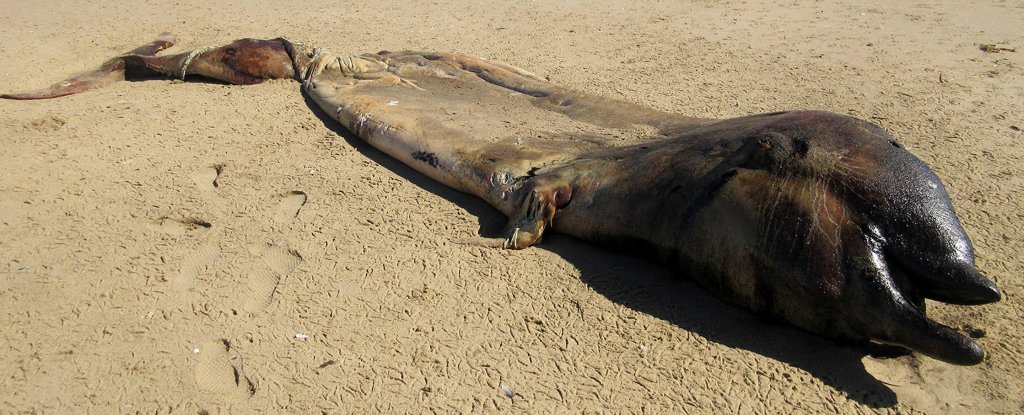 6-метрово морско чудовище изплува край бреговете на Намибия (СНИМКИ)