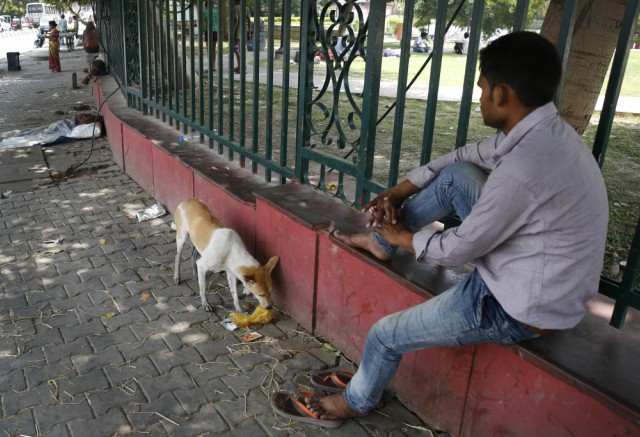 Улични кучета убиха шест деца в Индия