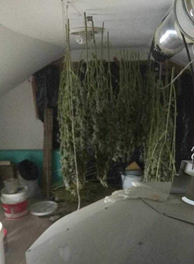 Столични полицаи разкриха домашна оранжерия за марихуана (СНИМКИ)