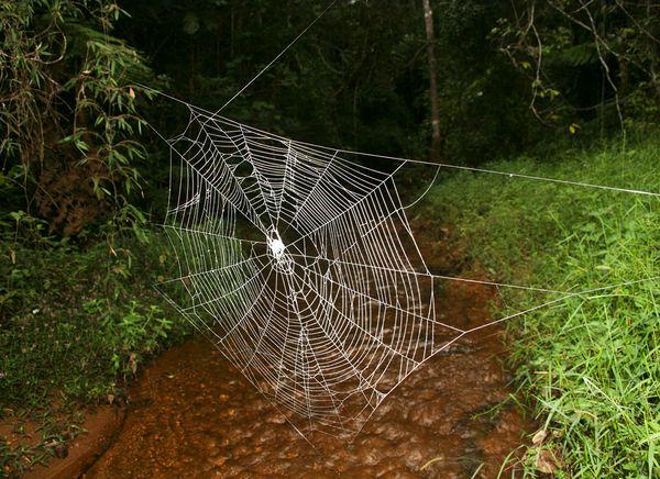 Дребен, но трудолюбив паяк плете 25-метров мост (ВИДЕО)