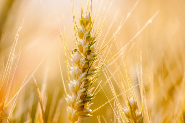 Украйна разчита да изнася жито основно през Румъния