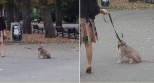Столичанка изведе хищен звяр на разходка в Борисова градина (СНИМКИ)