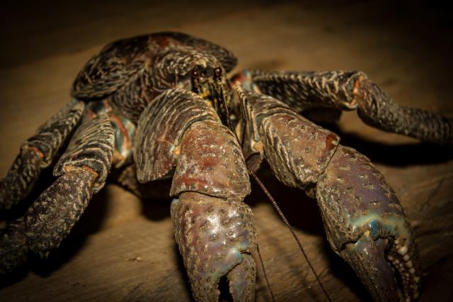 За какво си говорят по време на секс чудовищните кокосови раци (ВИДЕО)