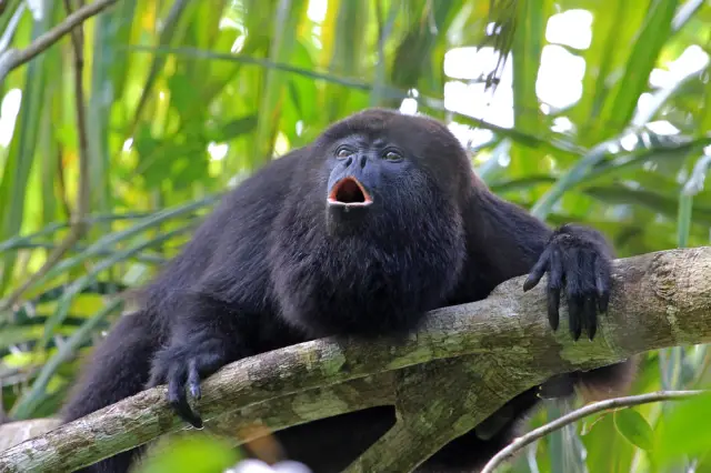 Мъртви маймуни падат от дърветата заради жегата в Мексико (ВИДЕО)