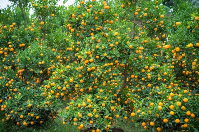  Посочиха най-полезния плод против рак 