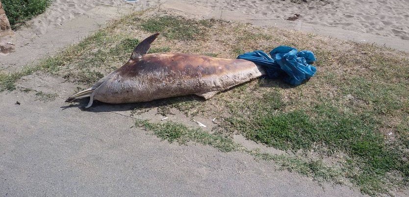 Отново мъртъв делфин (Снимки)