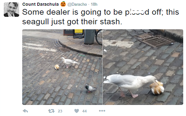 Нагла чайка отмъкна стоката на наркодилър