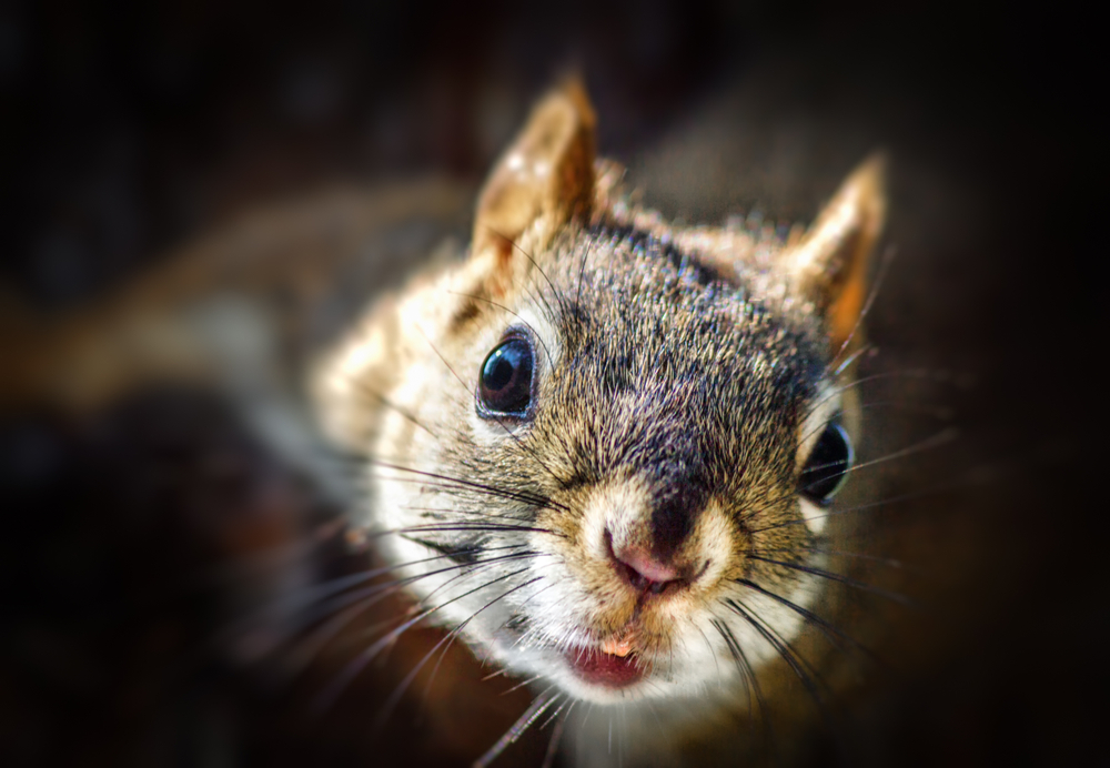 Полудяла катерица опустоши къщата на американци