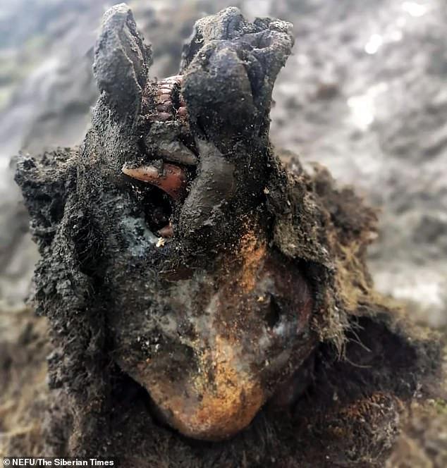  Откриха чудесно непокътнат мъртвец на мечка от Ледената ера (СНИМКИ) 