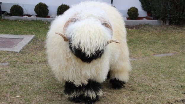 Най-сладката овца на света отива на панаир