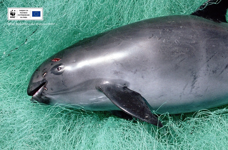 SOS: Най-малкият вид делфин ще изчезне завинаги до 2018 г. (ВИДЕО)