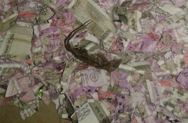 Мишки пируваха с пари от банкомат (СНИМКИ)