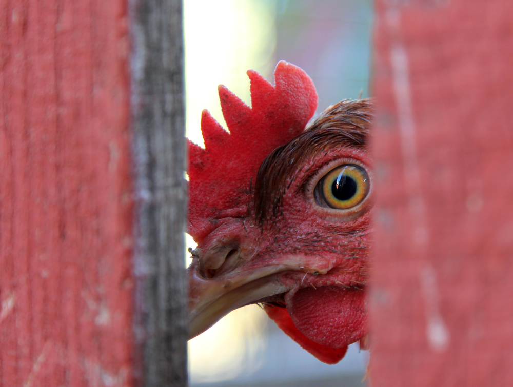 Удивителната способност на пилетата, пред която нашето зрение бледнее