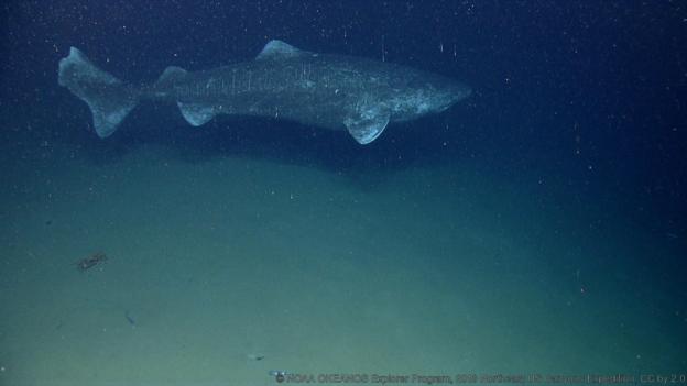 512-годишна гренландска акула може да е най-старото живо гръбначно в света