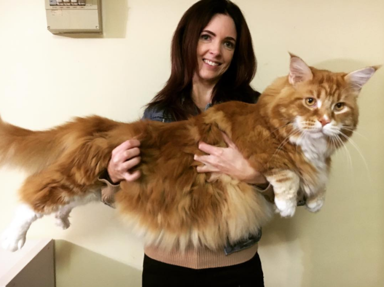Запознайте се с Омар - чудовищно огромната котка (СНИМКИ)