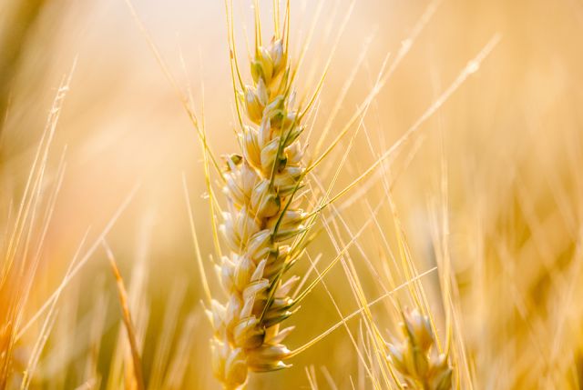 Украйна иска от Турция и ООН да започнат преговори за удължаване на 