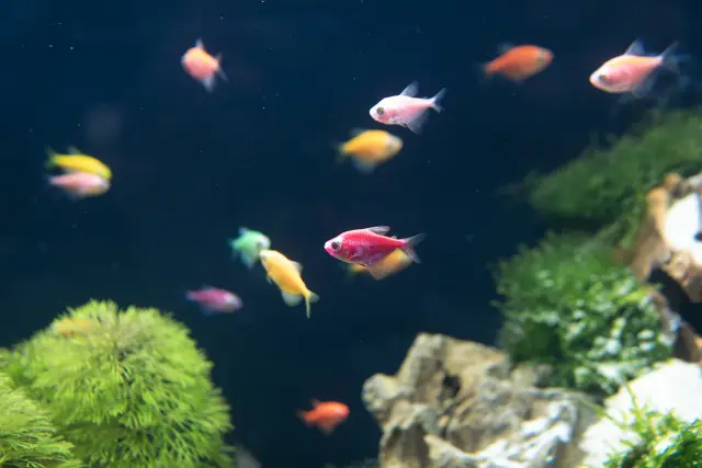 София ще бъде домакин на най-голямото изложение на животни в България – SOFIA ZOO EXPO 2026