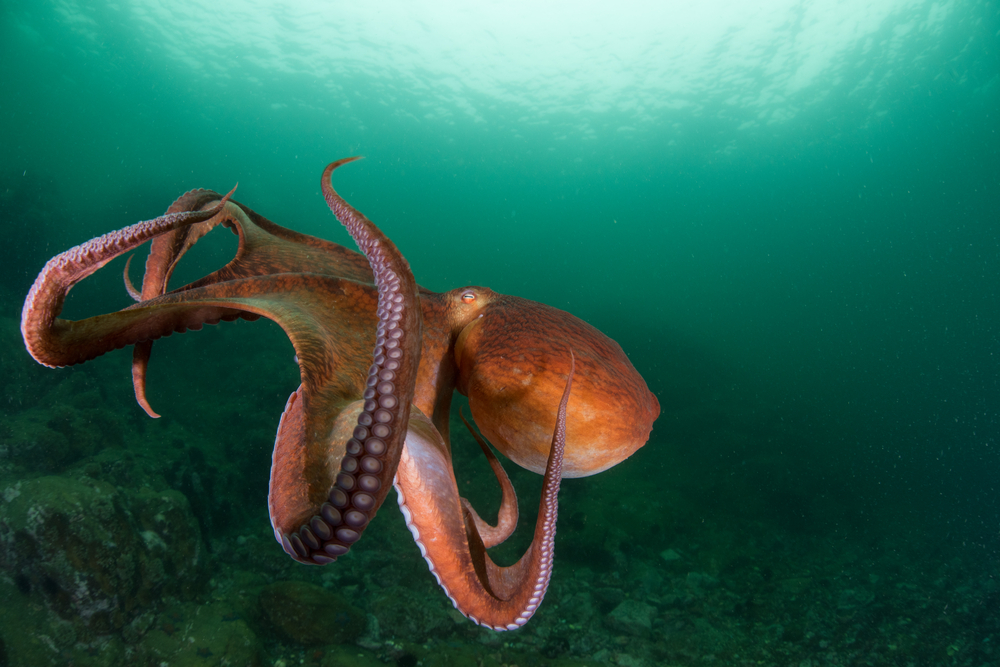 Учени дадоха екстази на октоподи и откриха нещо невероятно (ВИДЕО)