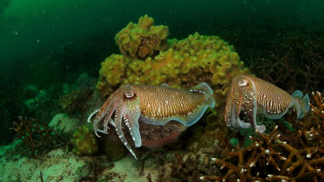  Признаха за съзнателни същества октоподи, калмари и омари (ВИДЕО) 