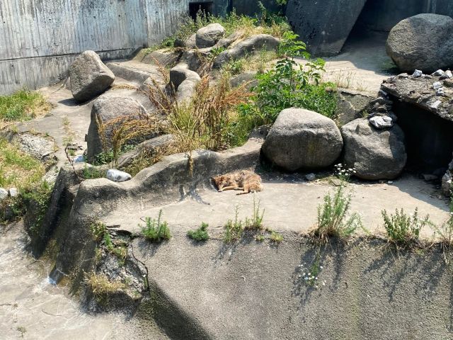 Калоян Методиев: Зоологическите градини са белег на цивилизованост СНИМКИ