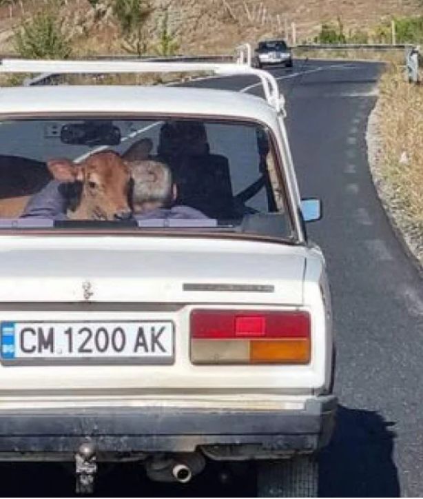 В Родопите заснеха теле да се вози в стара "Лада" - 2