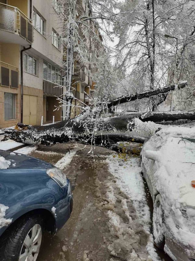 Паднало дърво в София смачка 3 автомобила (СНИМКИ)